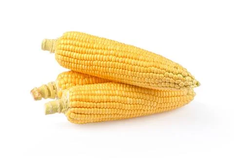 Raw Sweet corn on white background. Stock Photos
