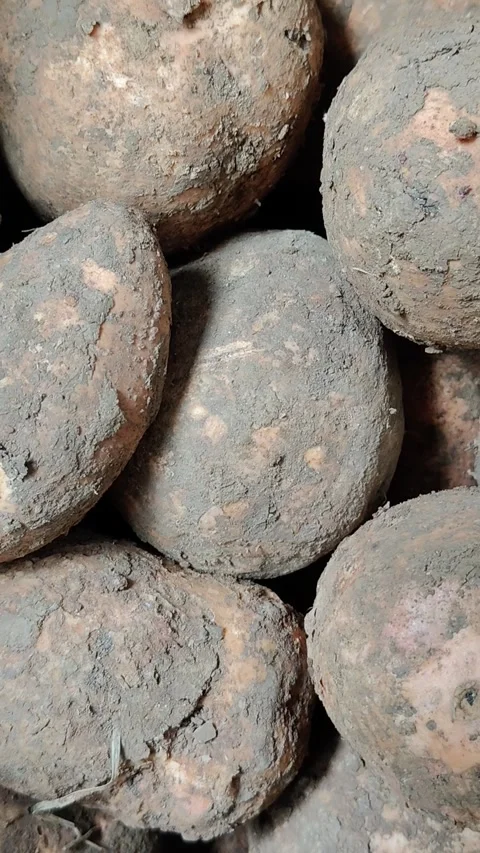 Raw sweet potatoes Stock Footage 301422547