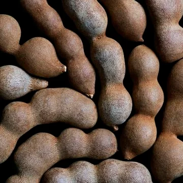 Raw tamarind fruit Stock Photos