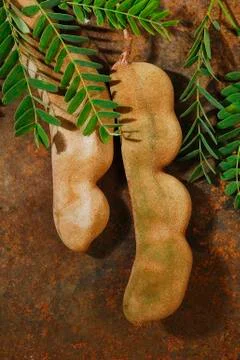 Raw tamarind with leaf Stock Photos