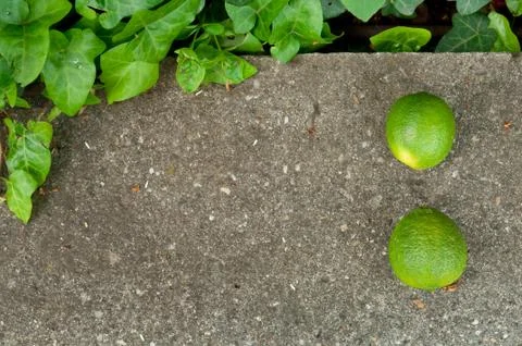 Raw textured grey stone Background backdrop with lemon and lime and copy spac Stock Photos