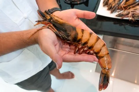 Raw tiger prawn compared with human hand. Stock Photos