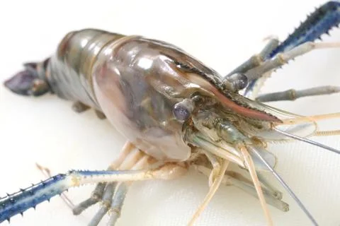 Raw tiger prawn Stock Photos