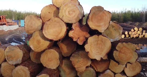Raw Timber Logs in a Wood Processing Facility Stock Footage 314176942