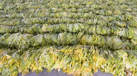 Raw Tobacco Leaf From Farm Stock Footage 41631024
