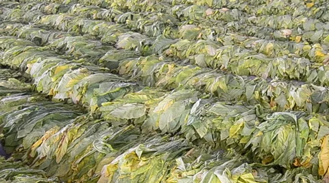 Raw Tobacco Leaf From Farm Stock Footage 41631745