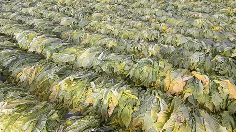 Raw Tobacco Leaf From Farm (Three shot) Stock Footage 41647203