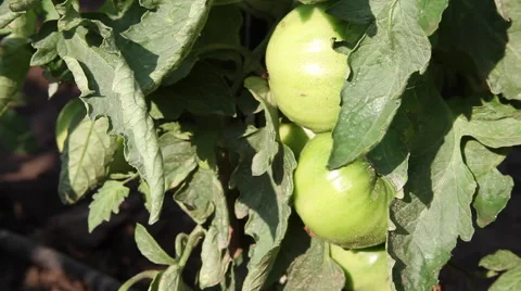 Raw tomato on the vine, vegetable garden, horticulture, agriculture 스톡 동영상 40668135