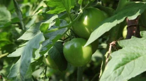 Raw tomato on the vine, vegetable garden, horticulture, agriculture Stock Footage 40668277