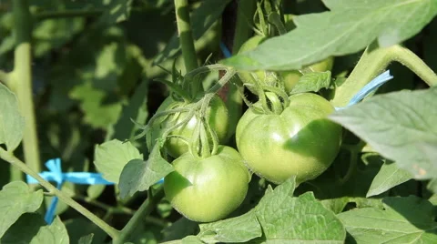 Raw tomato on the vine, vegetable garden, horticulture, agriculture Stock Footage 40668323