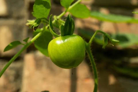Raw tomatoes are often found in salads or blended into smoothies or juices Stock Photos