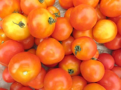 Raw tomatoes Stock Photos