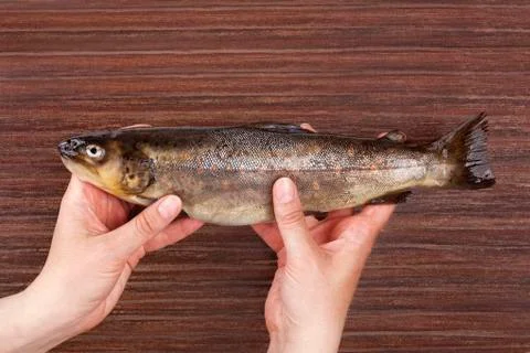 Raw trout fish in hands Stock Photos