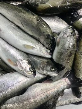 Raw trout fish Stock Photos