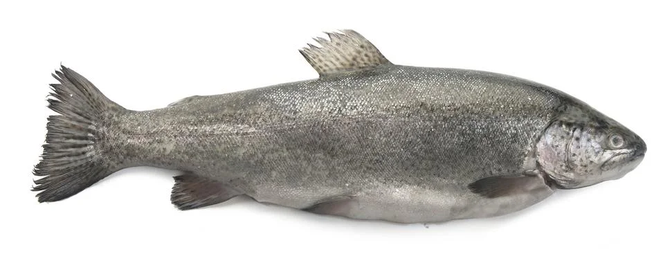 Raw trout Stock-Fotos