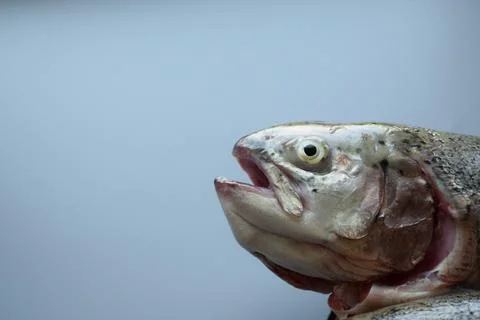 Raw trout Stock Photos