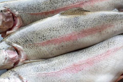Raw trout Stock Photos