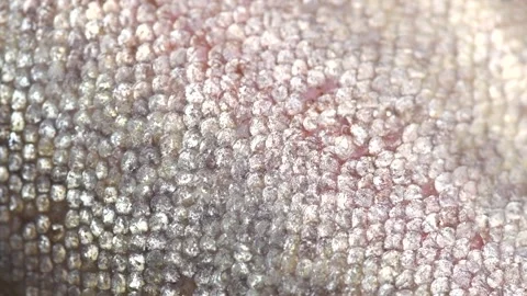 Raw trout red fish skin, scale texture, fillet, fish skin background Stock Footage 340076145