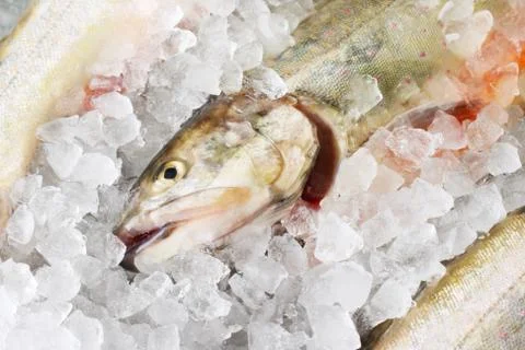 Raw Trouts Foto stock