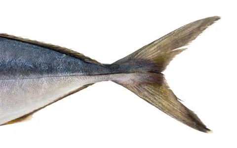 Raw tuna tail closeup Foto stock