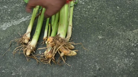 Raw Turmeric Root with plant. Stock Footage 292105456
