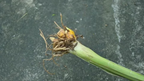 Raw Turmeric Root with plant. Stock Footage 292105659