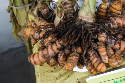 Raw turmeric roots on the table Stock Photos