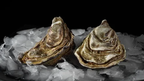 Raw two oysters closed in shells on ice on black background, rotates, close up Stock Footage 298237728