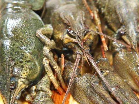 Raw uncooked crawfishes. Stock Photos