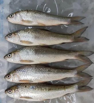 Raw uncooked fish Stock Photos