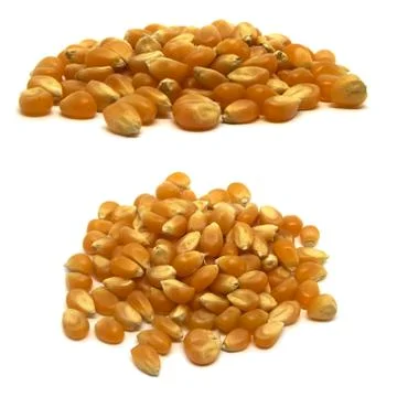 Raw, uncooked yellow popcorn kernels on a white background, two views Stock Photos