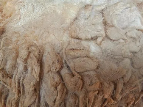 Raw unprocessed sheep's wool Stock Photos