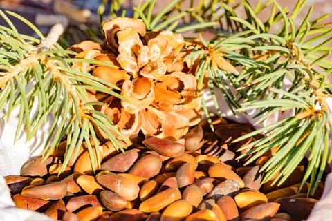 Raw unshelled pine nuts foraged vegan superfood Stock Photos