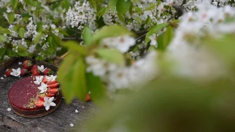 Raw vegan cake with strawberries in cherry blossom branches Stock Footage 88690990