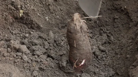 Raw Video of Female Hand Digging Yam from Soil Stock Footage 336172243