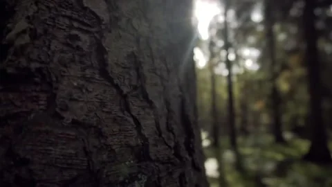 Raw video of natural forest views Stock Footage 277668395