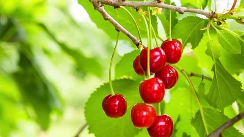 Raw video of sour cherries Stock Footage 72077913