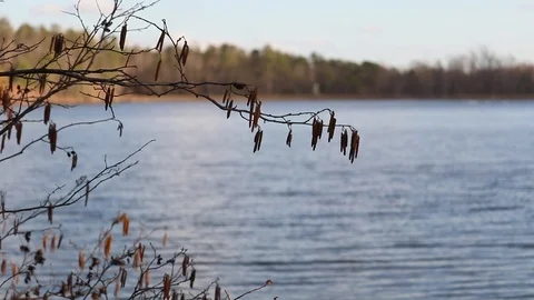Raw Video of a Tree shaking in the Wind Against a Lake Background  Video stock 86248935