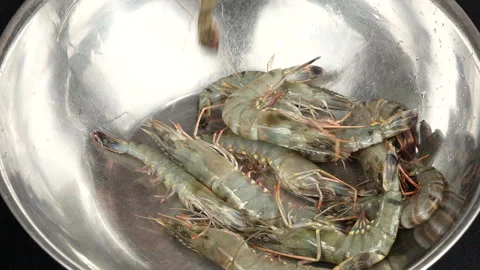 Raw Vietnamese Black Tiger Shrimp Falling Into Steel Bowl Stock Footage 336739989