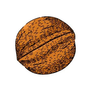 Raw walnut sketch hand drawn vector Stock Illustration