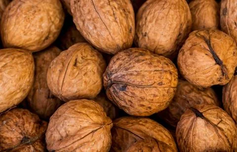 Raw walnuts in the dryer Stock Photos