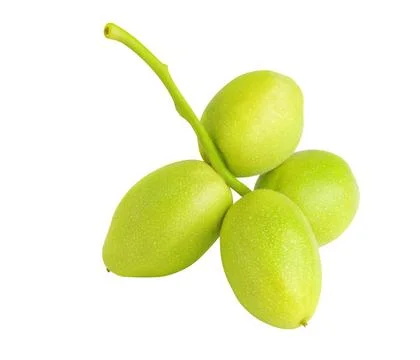 Raw walnuts hanging on a stem isolated on white background Stock Photos