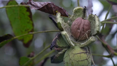 Raw walnuts with open shell on a branch in tree sway in the wind, close up Stock Footage 287125281