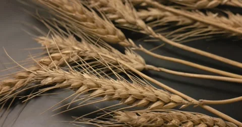 Raw Wheat Barley. Stock Footage 248888398