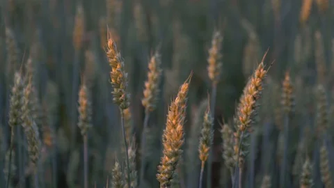 Raw wheat at evening with sun on it and wind Stock Footage 93173987