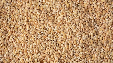 Raw wheat grains, top view. Rotation. Stock Footage 267069648