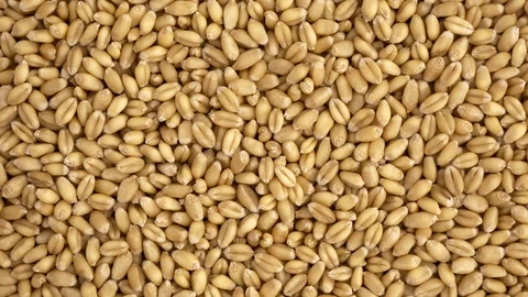 Raw wheat seed overhead rotation Stock Footage 86762250