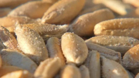 Raw wheat seeds damaged by weevils in sunlight , panning Stock Footage 334619267