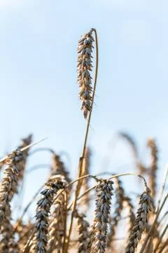 Raw wheat in wheat field Stock Photos