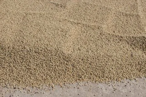 Raw white coffee seed for drying process to make coffee Stock Photos